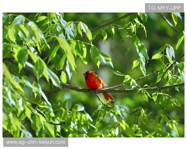 红雀陷入重建困境，球迷期盼转机，红雀详解